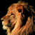:icongeeky-lion: