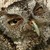 :icongeekyiguana:
