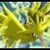 :icongeffhawk: