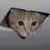 :icongehraz: