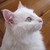 :icongeilie11: