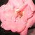 :icongemini-prince: