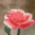 :icongemini913: