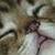 :icongemkitti: