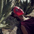 Gemma801 :icongemma801:
