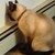 :icongemmawallspup: