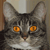 :icongeneral-snow-fluff: