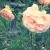 :icongenevievemae: