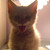 :icongenithebest: