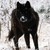 GenWolf42 :icongenwolf42: