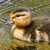 :icongeoducky545:
