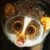 :icongeogreylord: