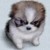 :icongeonini: