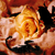 :icongeophrie-silver: