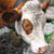 :icongeorgstock: