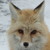 :icongerbela28: