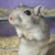 :icongerbit: