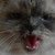:icongermankitties: