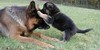 :icongermanshepherdlove:
