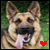 :icongermanshepherdlover9: