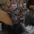 :icongerry-chan: