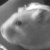 :icongert-the-hamster: