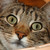 :icongethotorgohome24: