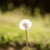 :iconghost-wolf-robin: