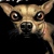 :iconghostdoggg: