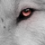 :iconghostfever: