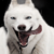 :iconghostfr: