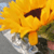 :iconghostofblacksheep: