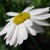 :iconghostofrose: