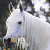 :iconghoststallion93: