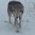 ghostthewolf05 :iconghostthewolf05:
