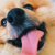 :icongiantmuffinrabbit869: