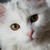 :icongiard: