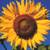 :icongibbs-03: