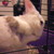 :icongiddykitty: