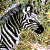 :icongiftwithstripes: