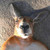 :icongigant94: