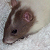 :icongiggling-facehugger: