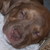 :icongiggly--dolly: