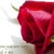 :icongigi-rose: