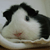 :icongigi2008: