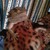 :icongillamber01: