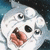 :icongingadensetsuweed: