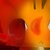 :icongingakitty: