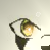 :icongingalegend96: