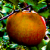 :iconginger-ginko: